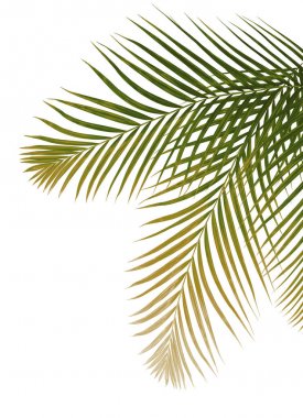 Beyaz arkaplanda yeşil palmiye yaprağı