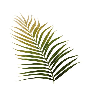 Beyaz arkaplanda izole edilmiş yeşil palmiye yaprakları