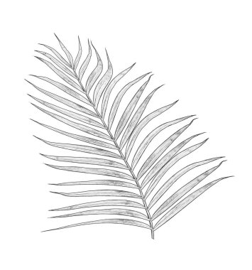 Beyaz arkaplanda yalıtılmış palmiye yaprakları