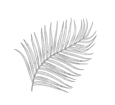 leaves of palm tree isolated on white background clipart