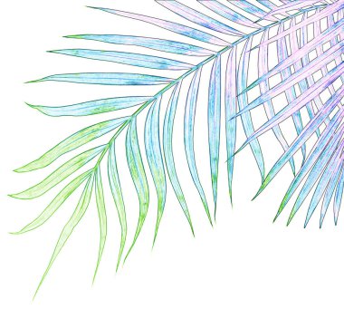 Beyaz arkaplanda izole edilmiş yeşil palmiye yaprakları