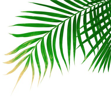 Beyaz arkaplanda izole edilmiş yeşil palmiye yaprakları