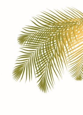 Beyaz arkaplanda palmiye yaprağı