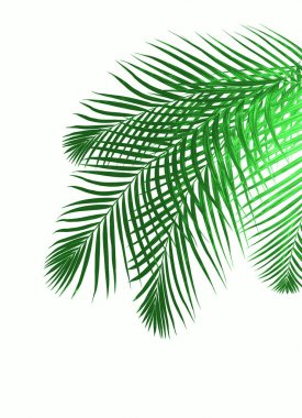 Beyaz arkaplanda yeşil palmiye yaprağı