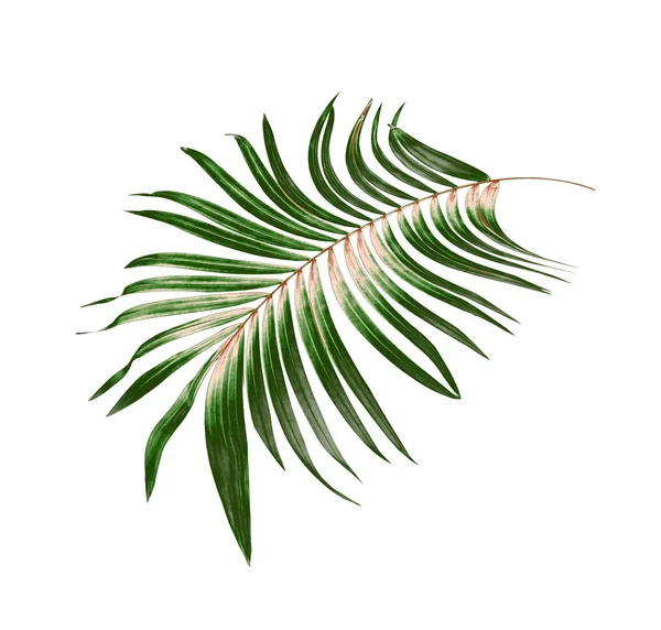 Grünes Blatt der Palme Hintergrund — Stockfoto