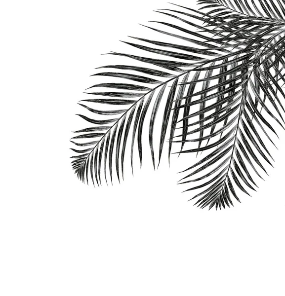在白色背景上被隔离的棕榈树叶子 — 图库照片