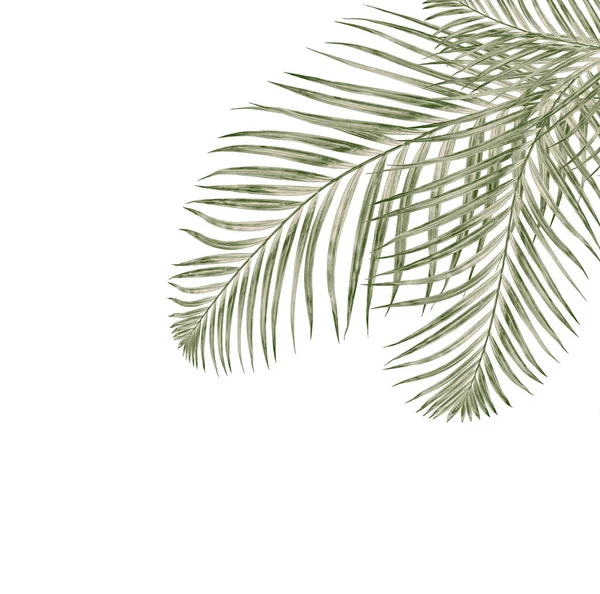 Beyaz arkaplanda izole edilmiş yeşil palmiye yaprakları