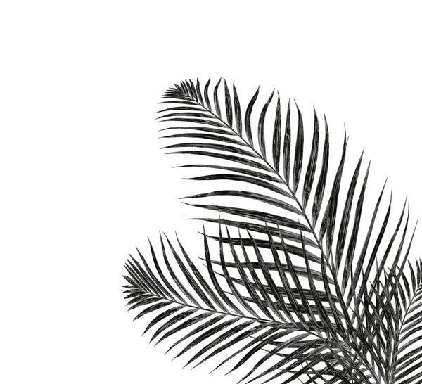 Bladeren van palmboom geïsoleerd op witte achtergrond — Stockfoto