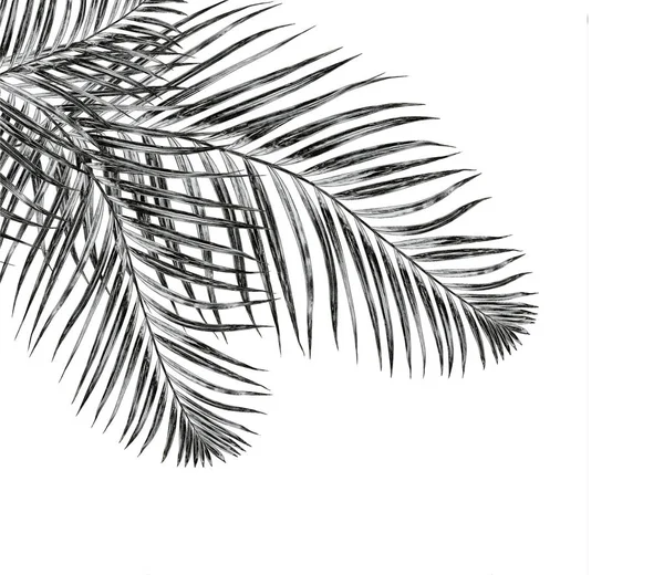 Beyaz arkaplanda yalıtılmış palmiye yaprakları