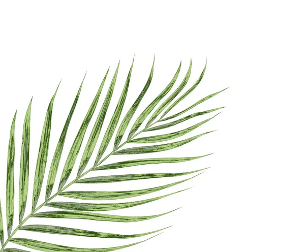 棕榈树绿叶，在白色背景下被隔离 — 图库照片