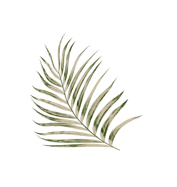 棕榈树绿叶 在白色背景下被隔离 — 图库照片