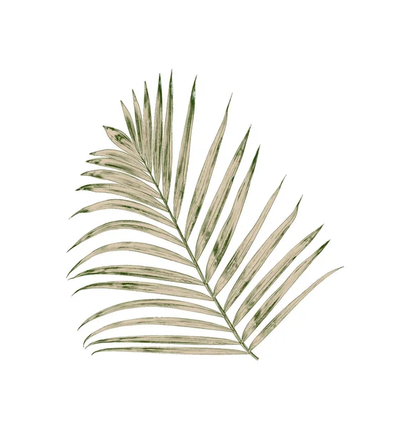 Green leaves of palm tree isolated on white background — Stock Photo, Image