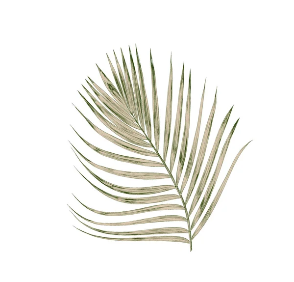 Beyaz arkaplanda izole edilmiş yeşil palmiye yaprakları