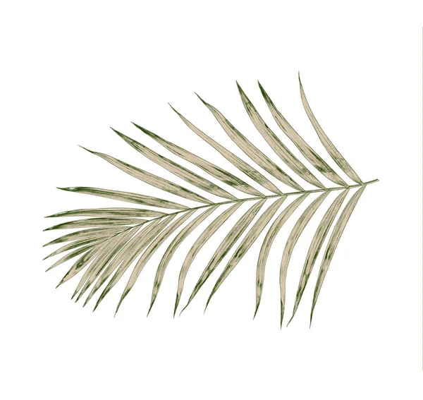 Beyaz arkaplanda izole edilmiş yeşil palmiye yaprakları