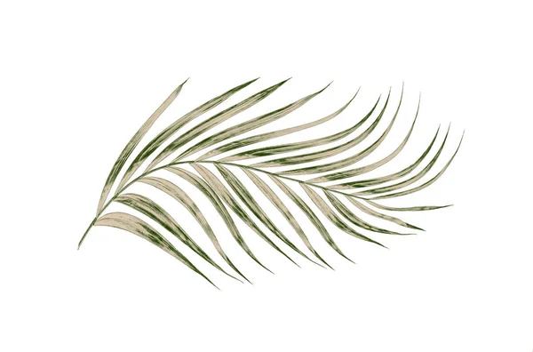Hojas verdes de palmera aisladas sobre fondo blanco —  Fotos de Stock