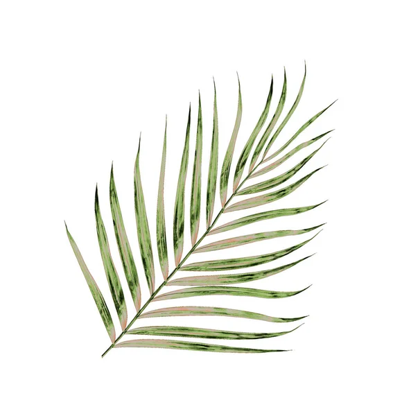 Beyaz arkaplanda izole edilmiş yeşil palmiye yaprakları
