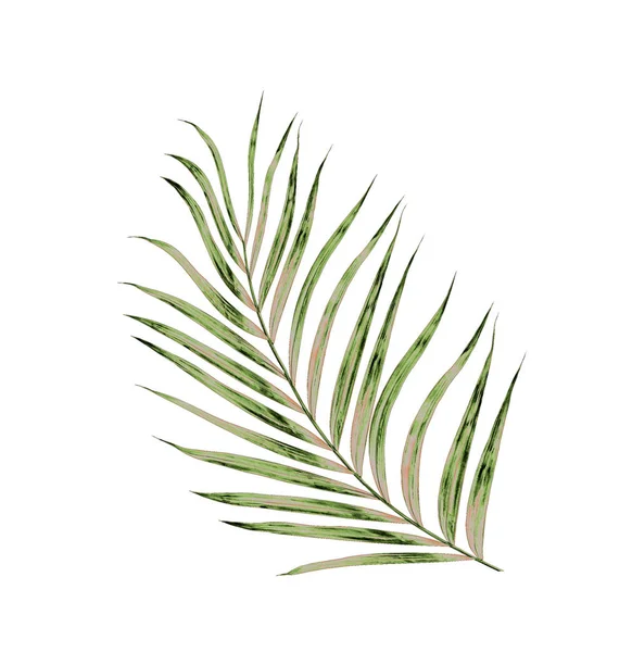Beyaz arkaplanda izole edilmiş yeşil palmiye yaprakları