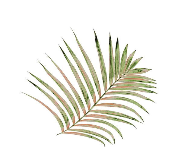 Beyaz arkaplanda izole edilmiş yeşil palmiye yaprakları