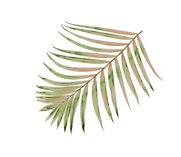 Beyaz arkaplanda izole edilmiş yeşil palmiye yaprakları