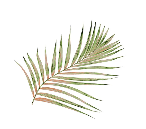 Beyaz arkaplanda izole edilmiş yeşil palmiye yaprakları