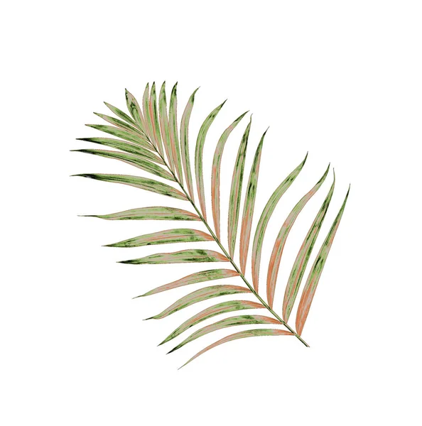 Beyaz arkaplanda izole edilmiş yeşil palmiye yaprakları