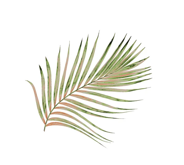 Beyaz arkaplanda izole edilmiş yeşil palmiye yaprakları