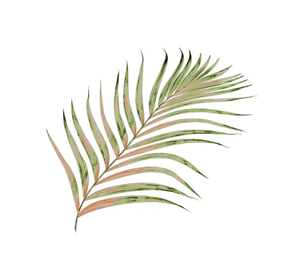 Feuilles Vertes Palmier Isolées Sur Fond Blanc — Photo