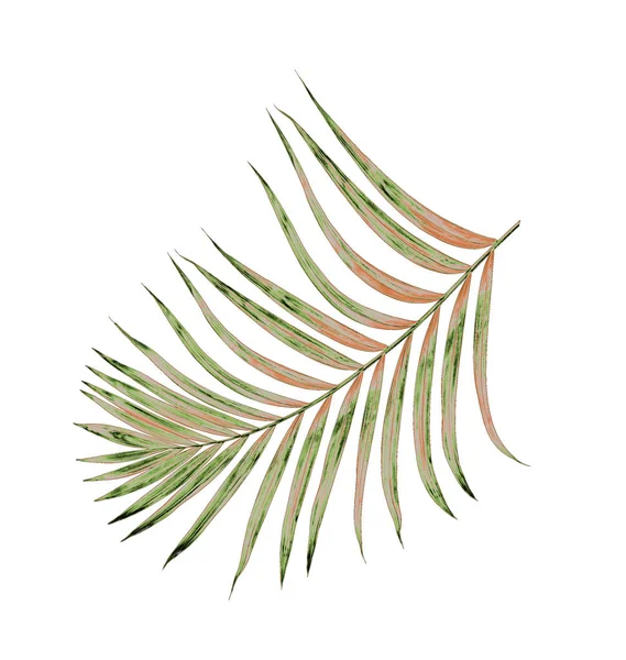 Beyaz arkaplanda izole edilmiş yeşil palmiye yaprakları