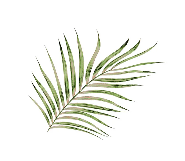 棕榈树绿叶，在白色背景下被隔离 — 图库照片