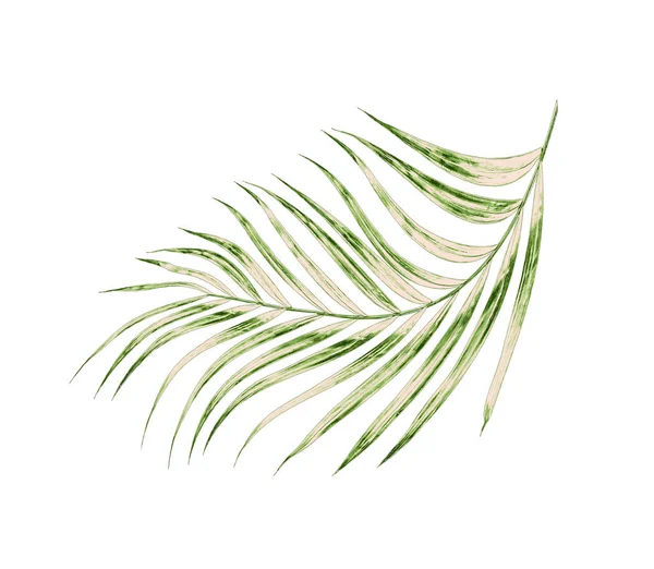 Зеленые листья пальмы на белом фоне — стоковое фото