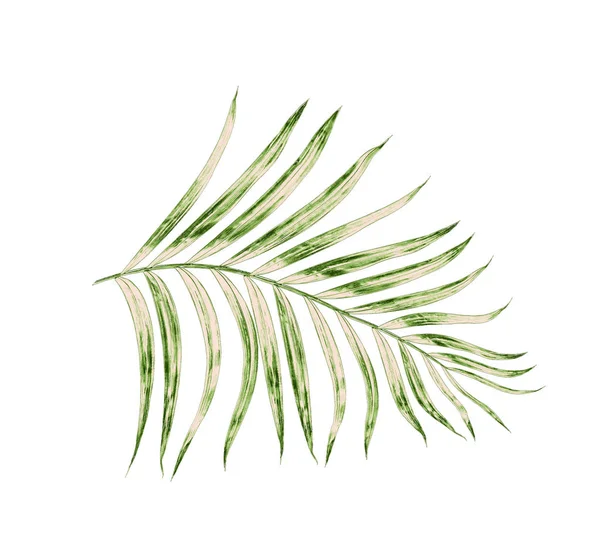 Beyaz arkaplanda izole edilmiş yeşil palmiye yaprakları