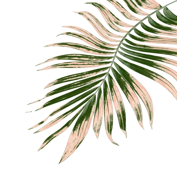 Folhas Palmeira Fundo Branco — Fotografia de Stock