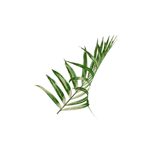 Hoja verde de palmera sobre fondo blanco —  Fotos de Stock