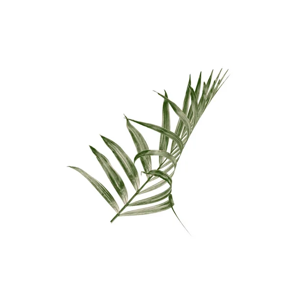 Green Leaf Palm Tree White Background — Stock Photo, Image