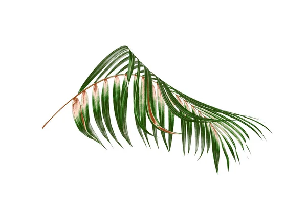 Folha verde de palmeira no fundo branco — Fotografia de Stock