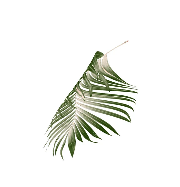 Green Leaf Palm Tree White Background — Stock Photo, Image