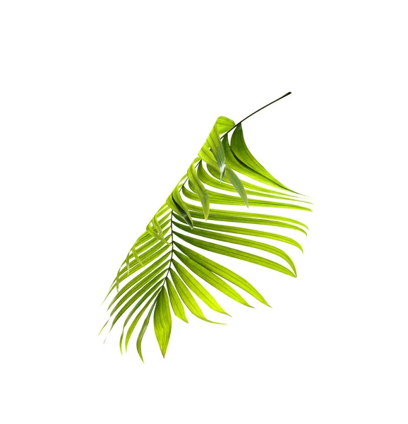 Zelený list palmy na bílém pozadí — Stock fotografie