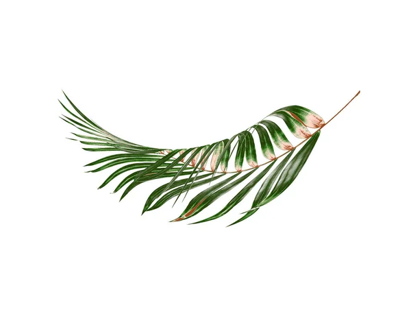 Gröna blad av palm på vit bakgrund — Stockfoto