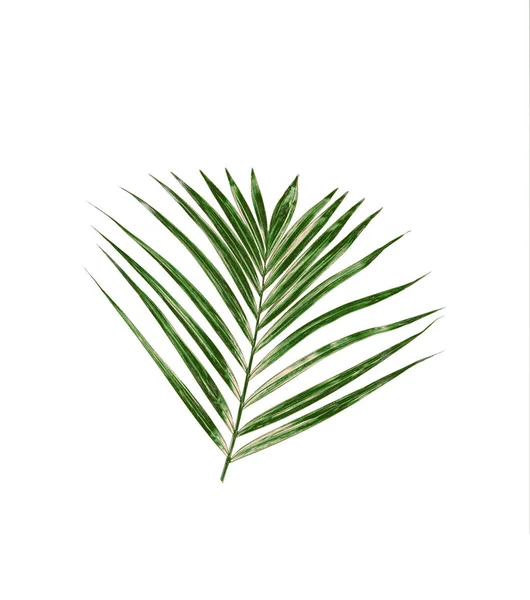 Grönt Löv Palm Vit Bakgrund — Stockfoto