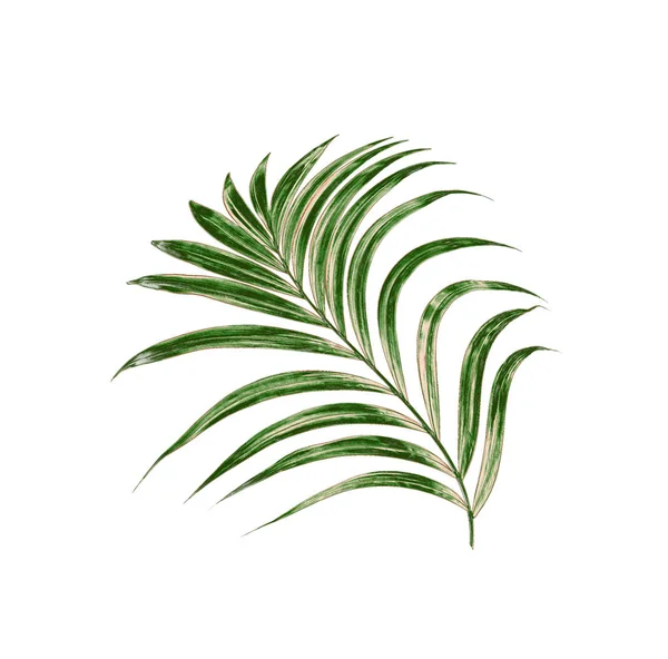 Beyaz arkaplanda yeşil palmiye yaprakları