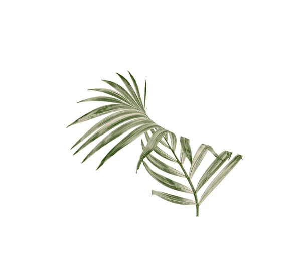 Gröna Blad Palm Vit Bakgrund — Stockfoto