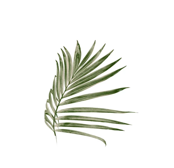 Green Leaf Palm Tree Isolated White Background — Stock Photo, Image