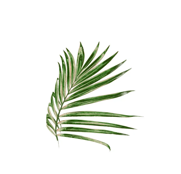 Hoja verde de palmera aislada sobre fondo blanco — Foto de Stock