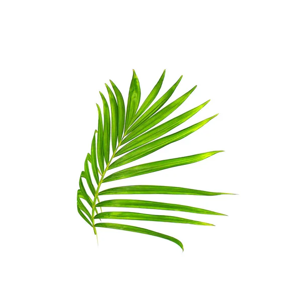 Hoja verde de palmera aislada sobre fondo blanco — Foto de Stock