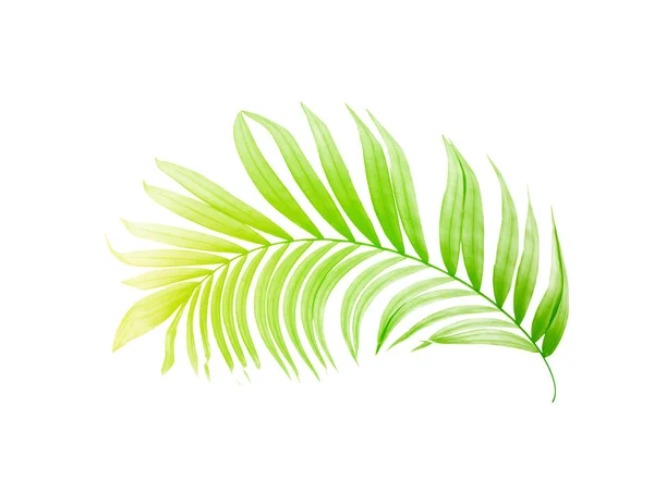 Green leaf of palm tree on white background — Stock Photo, Image