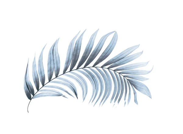 Leaf of palm tree on white background — Stock Photo, Image