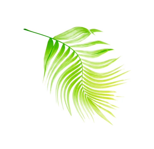 Feuille verte de palmier sur fond blanc — Photo