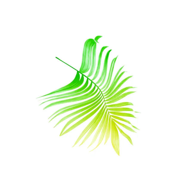 Groene palmblad op witte achtergrond — Stockfoto