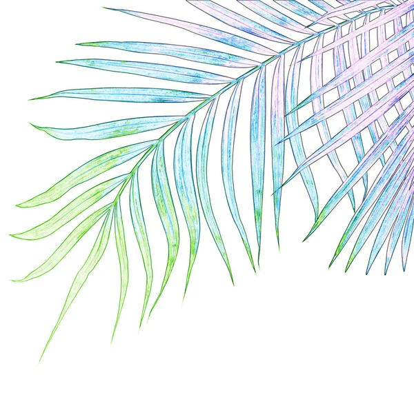 Beyaz arkaplanda izole edilmiş yeşil palmiye yaprakları