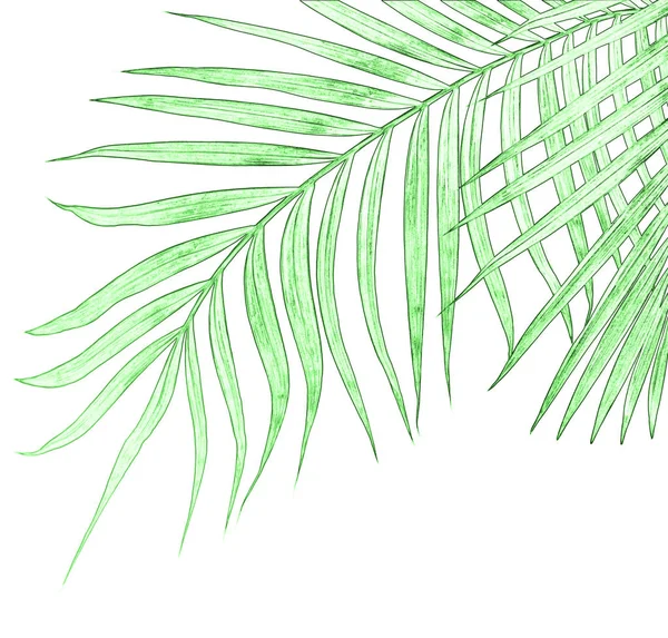 Beyaz arkaplanda izole edilmiş yeşil palmiye yaprakları